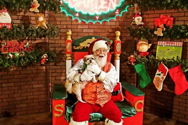 Christmas Dog Santa Bob Galaxy of LIghts