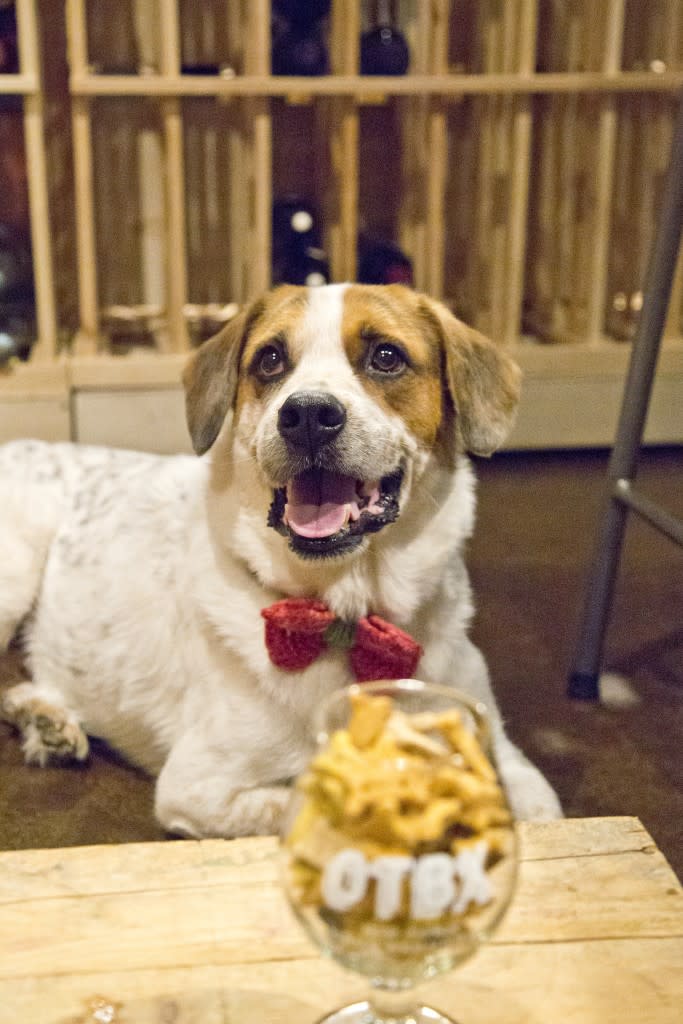 6 Dog-Friendly Breweries in Huntsville
