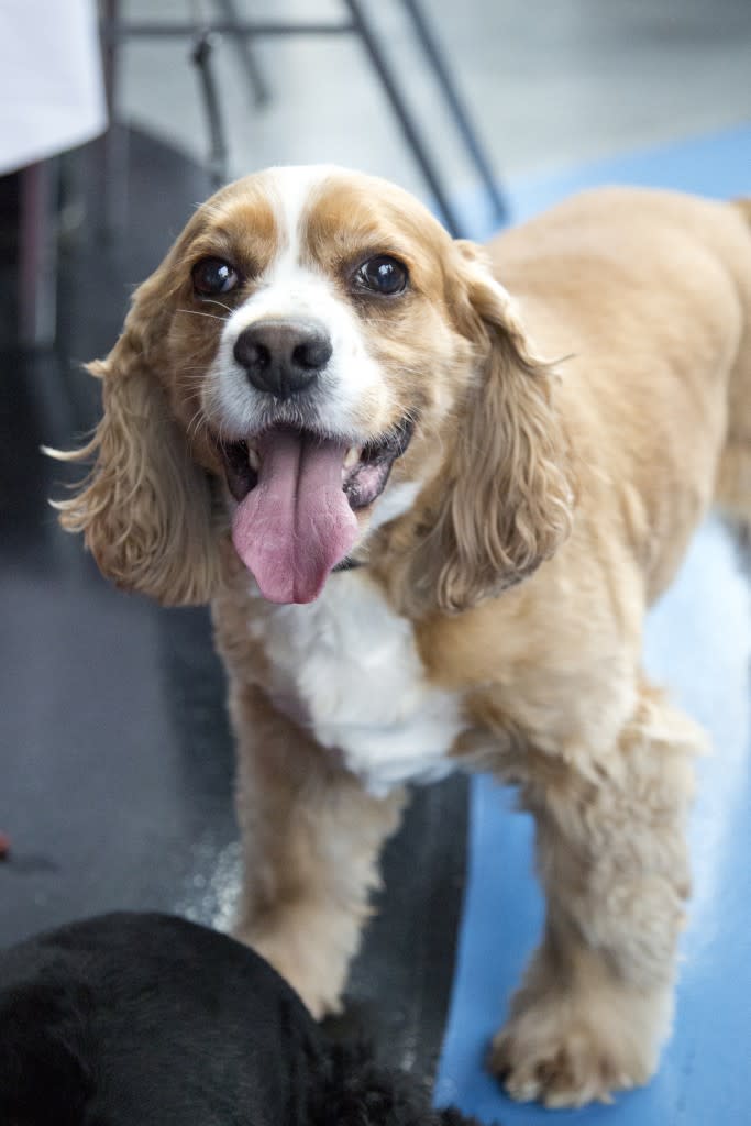 6 Dog-Friendly Breweries in Huntsville