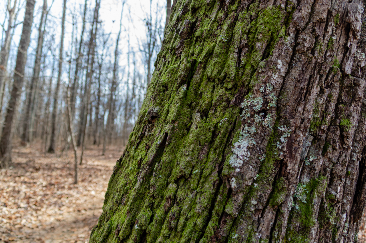 Monte Sano Winter Tree Moss