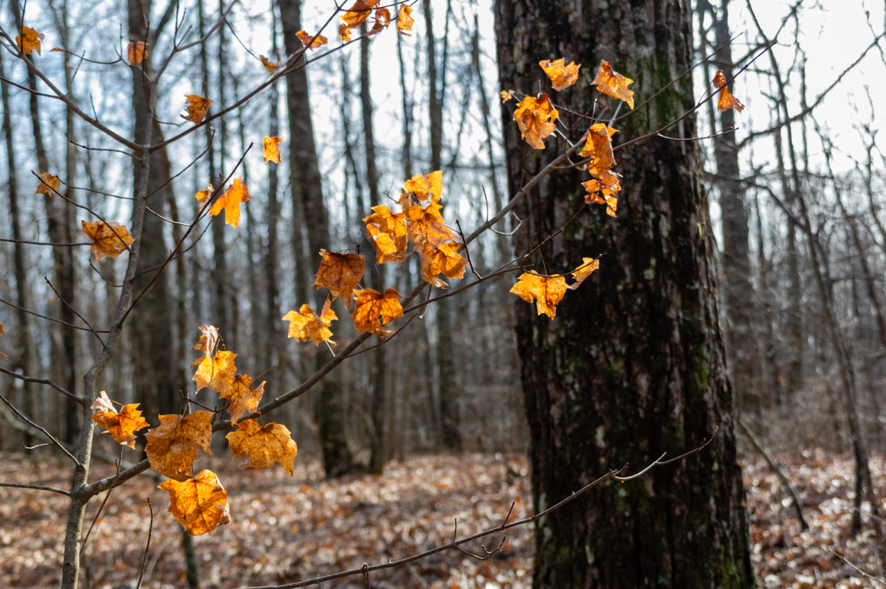 Monte Sano Winter Leaves