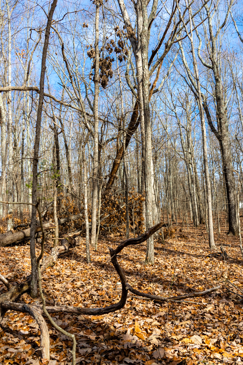 Monte Sano Winter Tree Trails