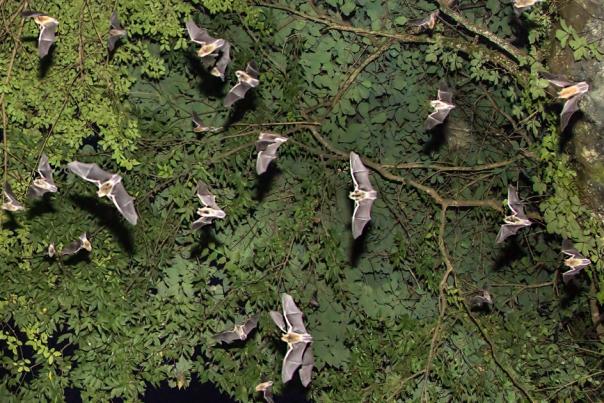 Bat Cave