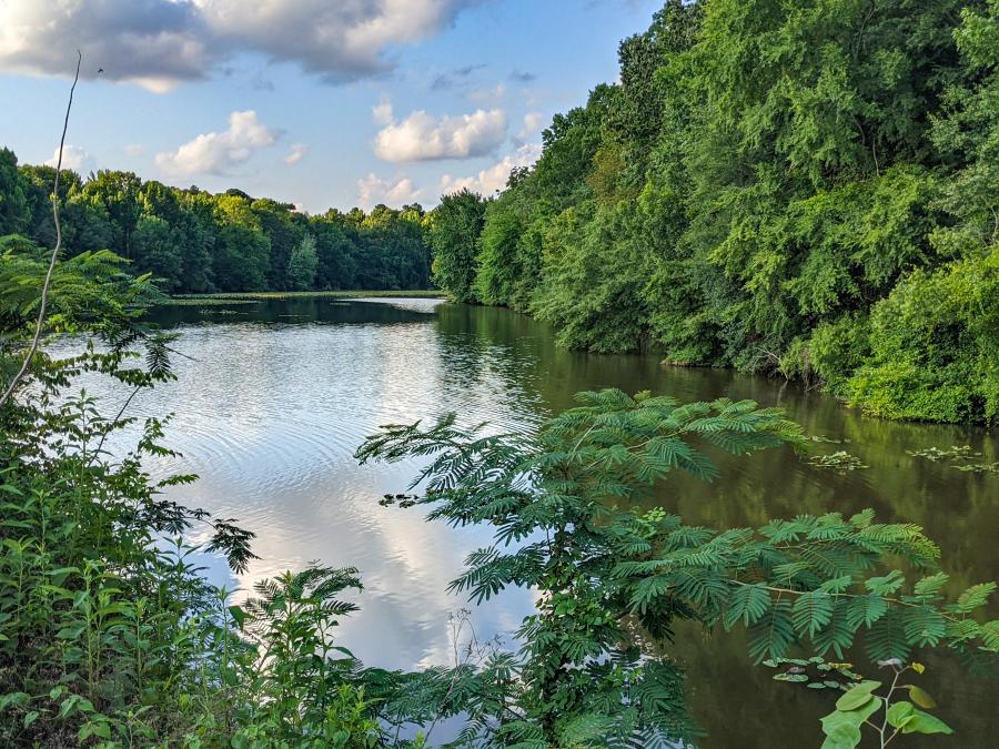 Beaverdam Creek by Jenn Coleman of Coleman Concierge