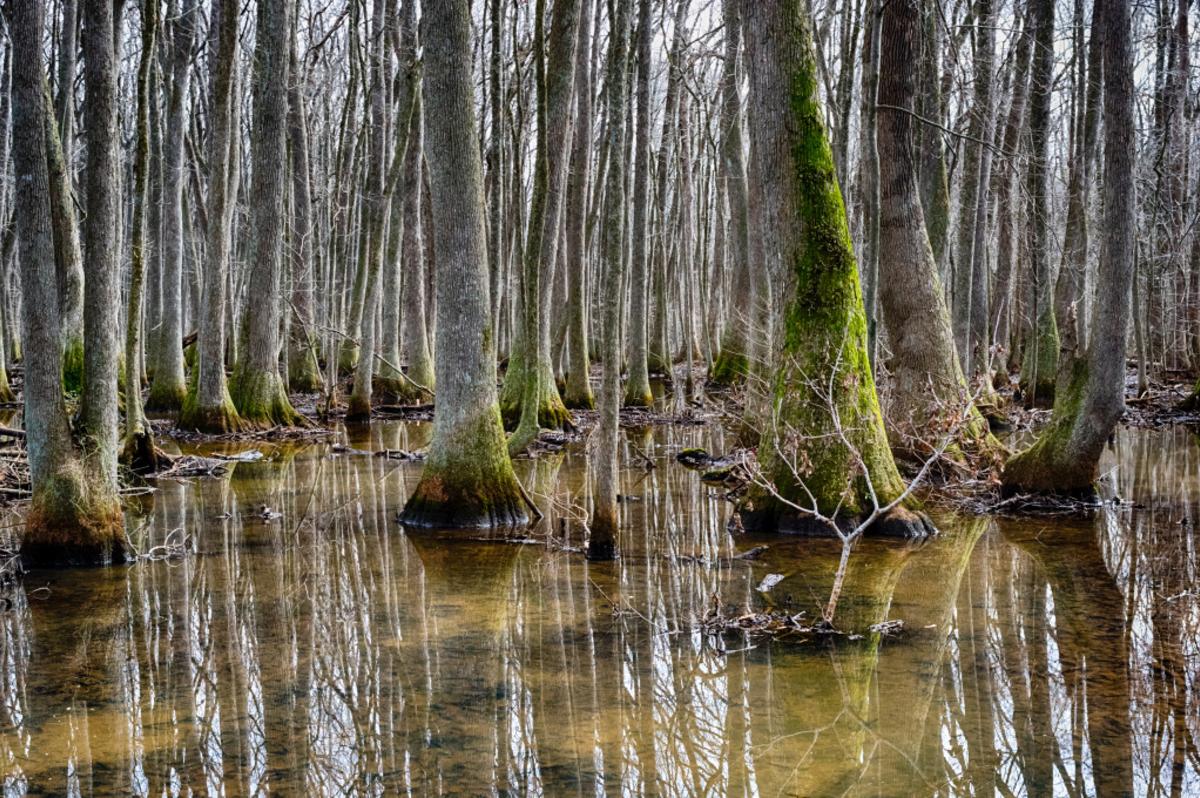 Beaverdam Creek, swamp, tupelo
