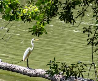 Birding