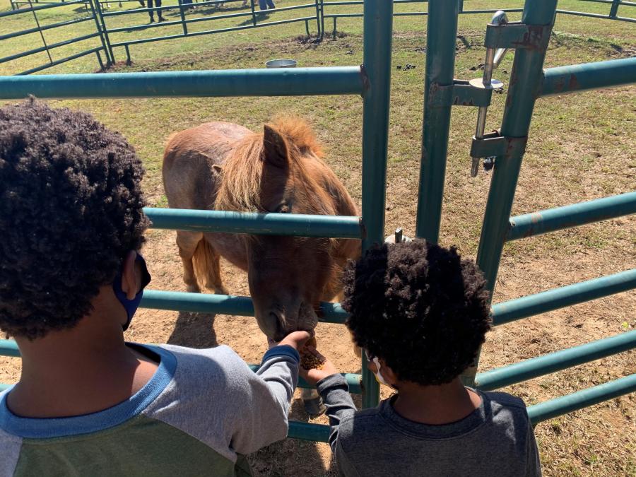 Zenovia Black Owned Farms