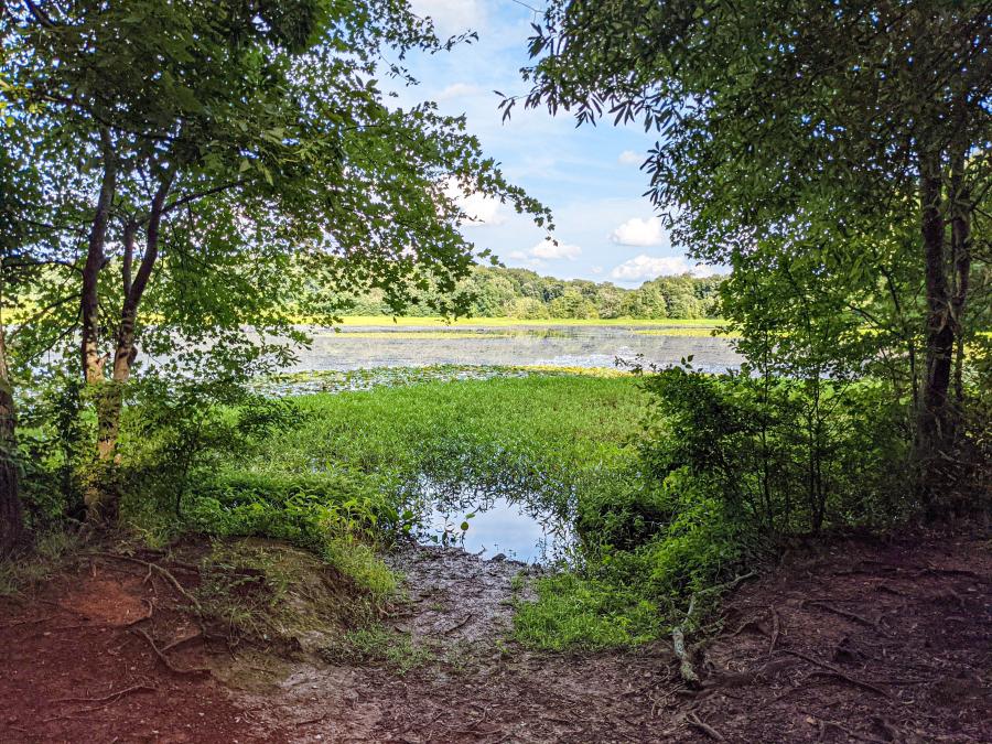 Blackwell Swamp by Jenn Coleman of Coleman Concierge