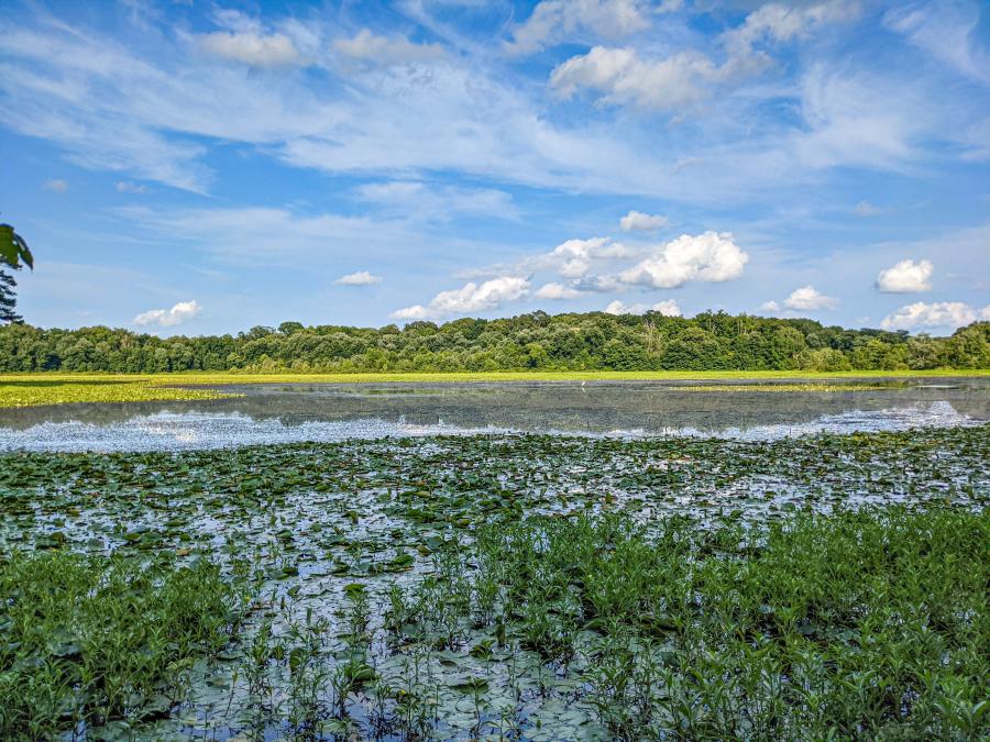 Blackwell Swamp by Jenn Coleman of Coleman Concierge
