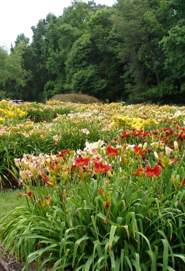 Huntsville Blooms