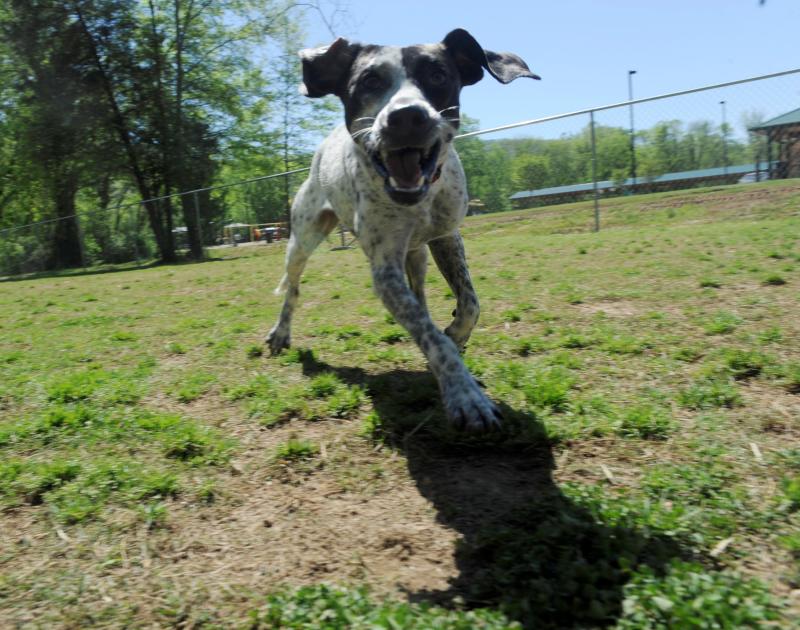 Dog Park