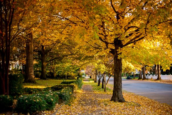 Fall colors in Downtown Huntsville