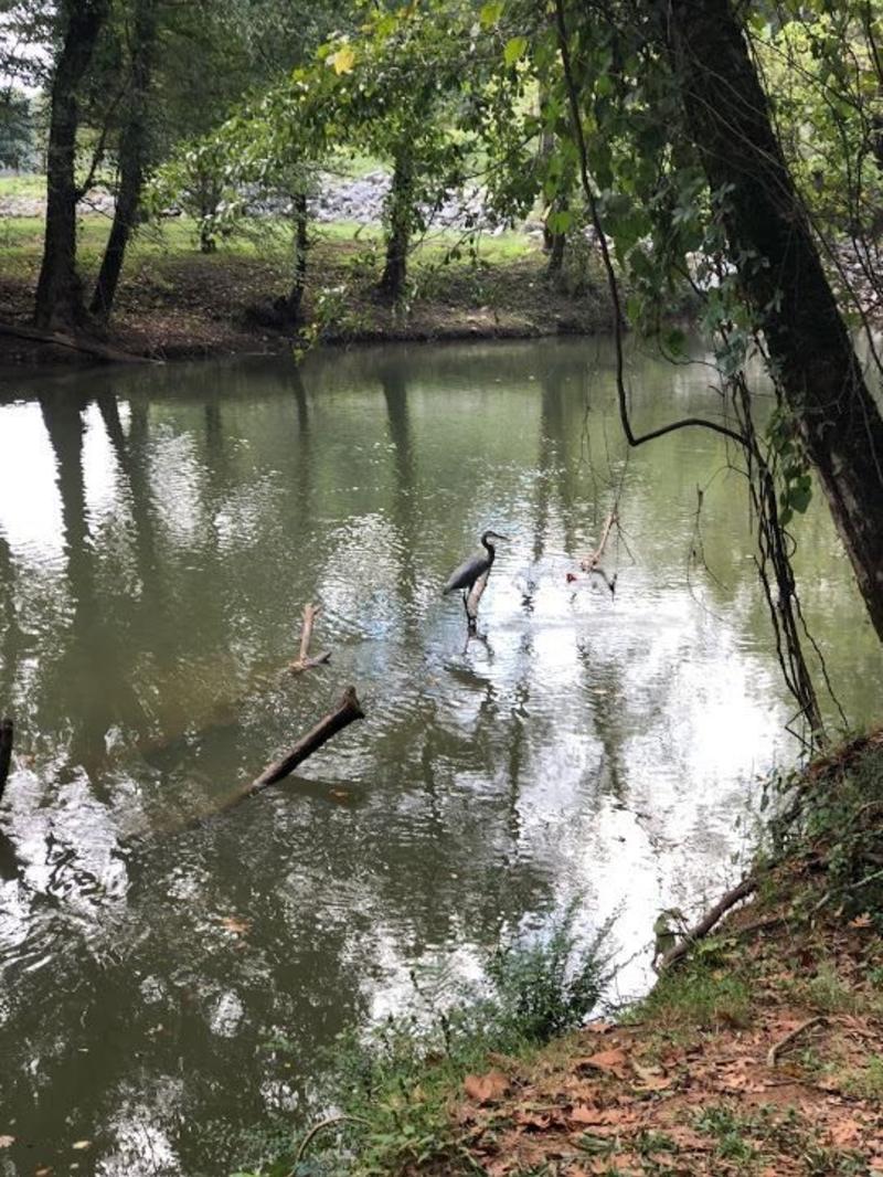 Blue Herron Birding