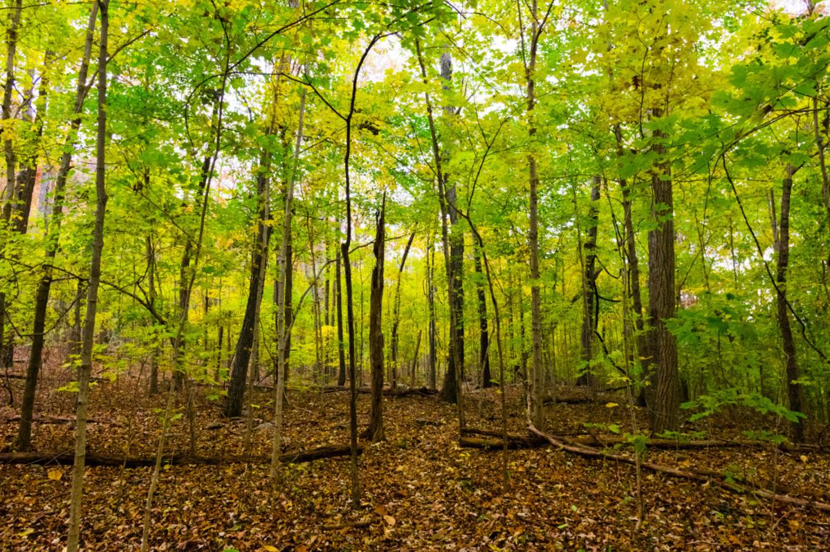 fall leaves, Monte Sano Land Trust Preserve