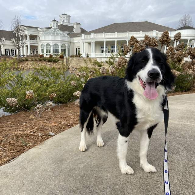 Dog Days Photo