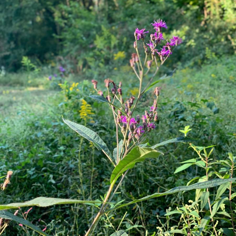 Chapman Mountain Flowers