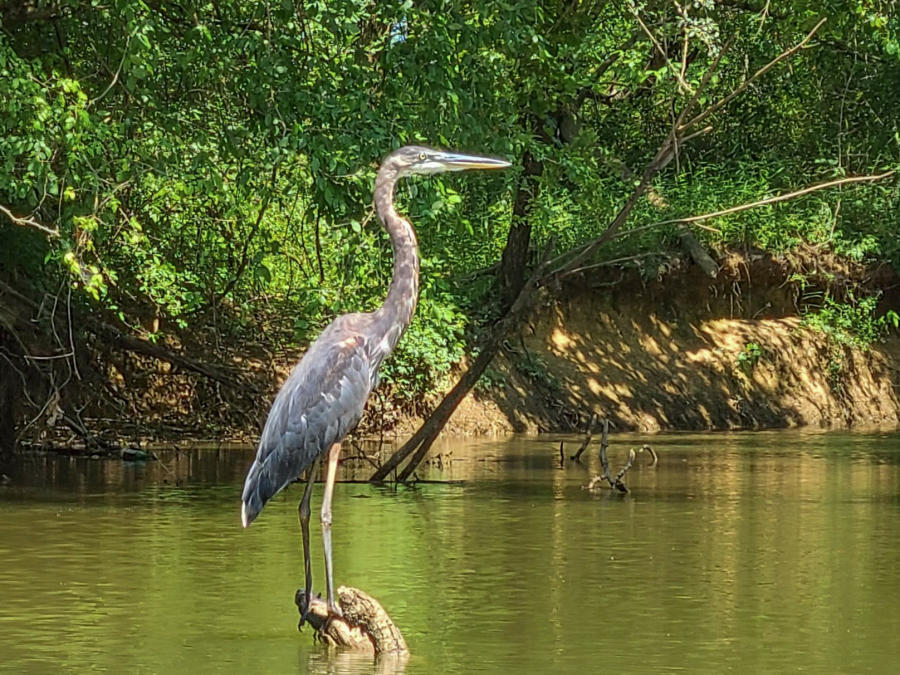 Heron by Jenn Coleman of Coleman Concierge