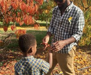 Zenovia Apple Fall
