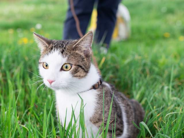 Meowy Mondays