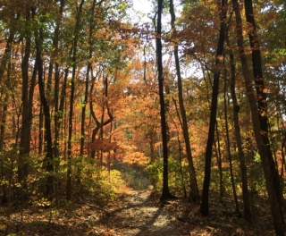 Monte Sano Fall