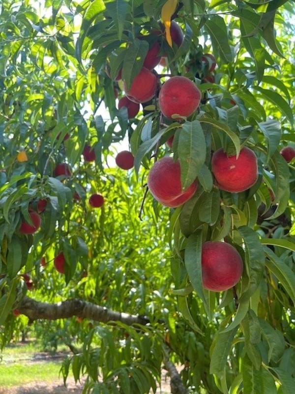 Scott’s Orchard